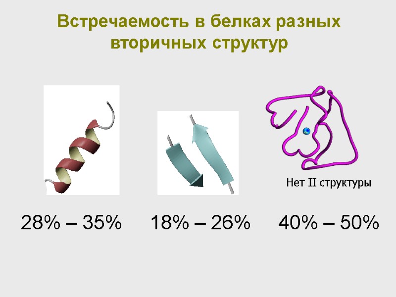 Встречаемость в белках разных вторичных структур   28% – 35%   